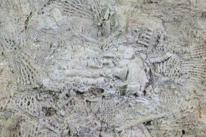 Fossil Crinoid (Camptocrinus) in Rock - Alabama #69057